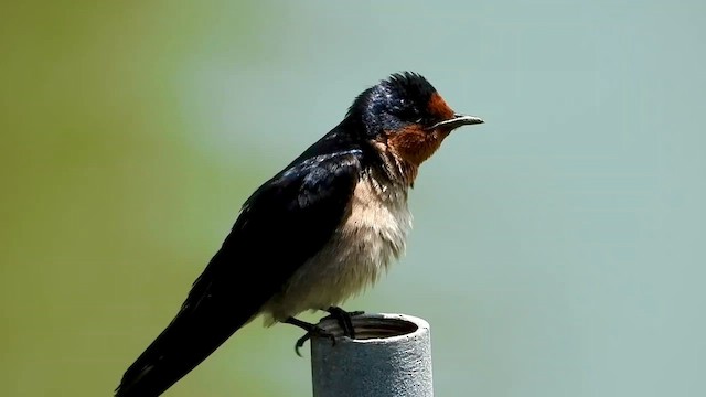 Golondrina del Pacífico - ML565896901