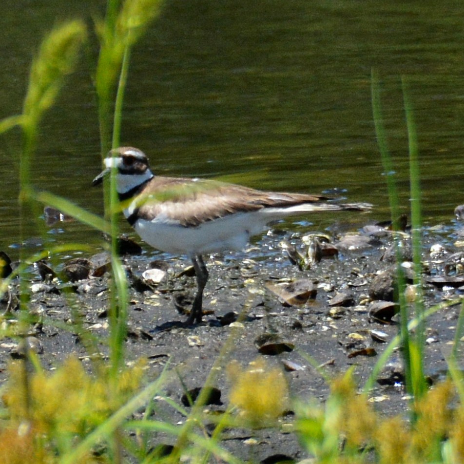 Killdeer - ML565897151