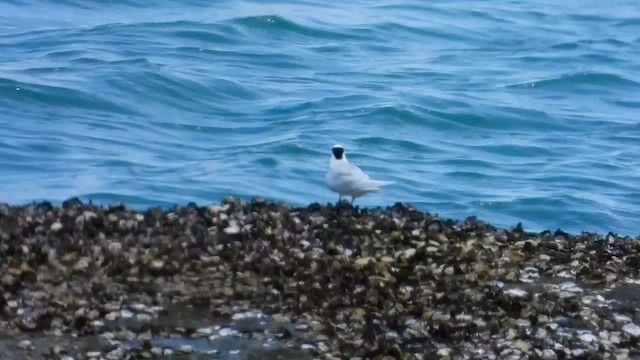 Black-naped Tern - ML565897191