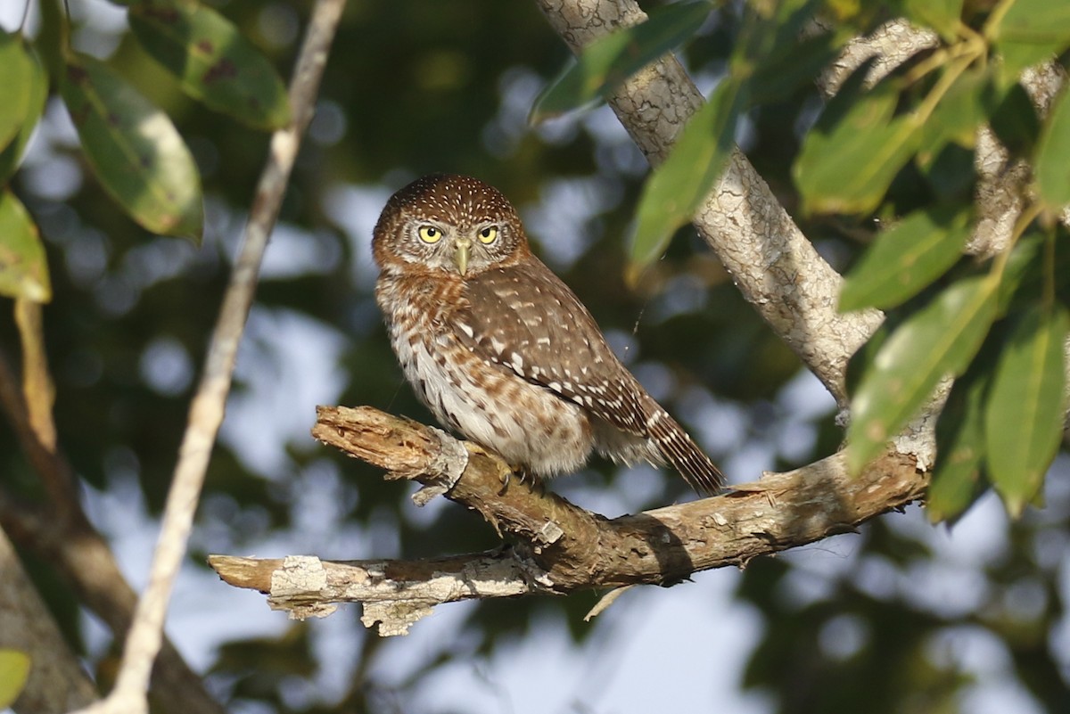 Cuban Pygmy-Owl - ML565897291