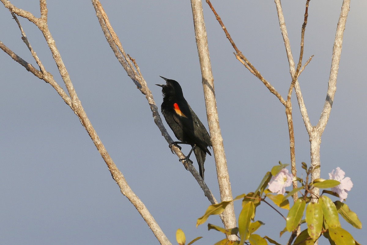 Red-shouldered Blackbird - Chris Kehoe