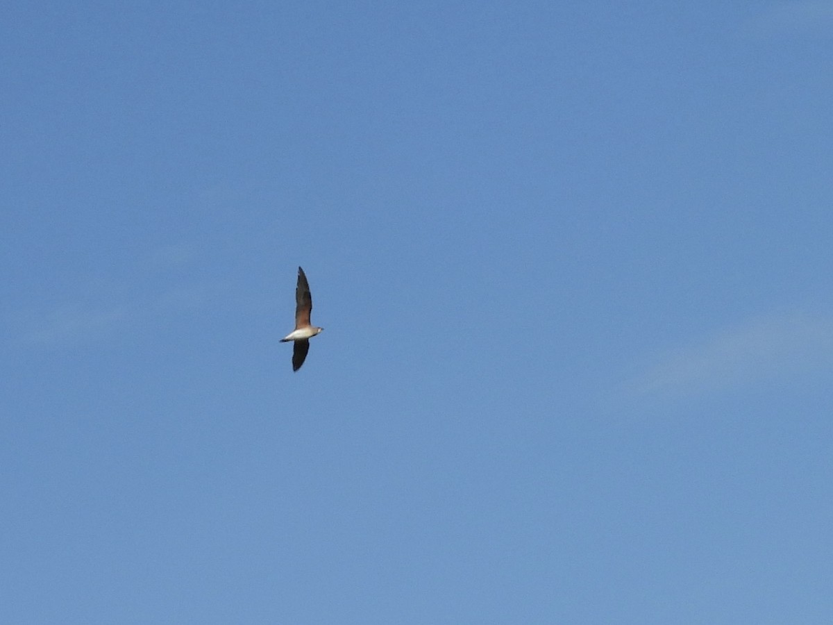 Oriental Pratincole - ML565897701