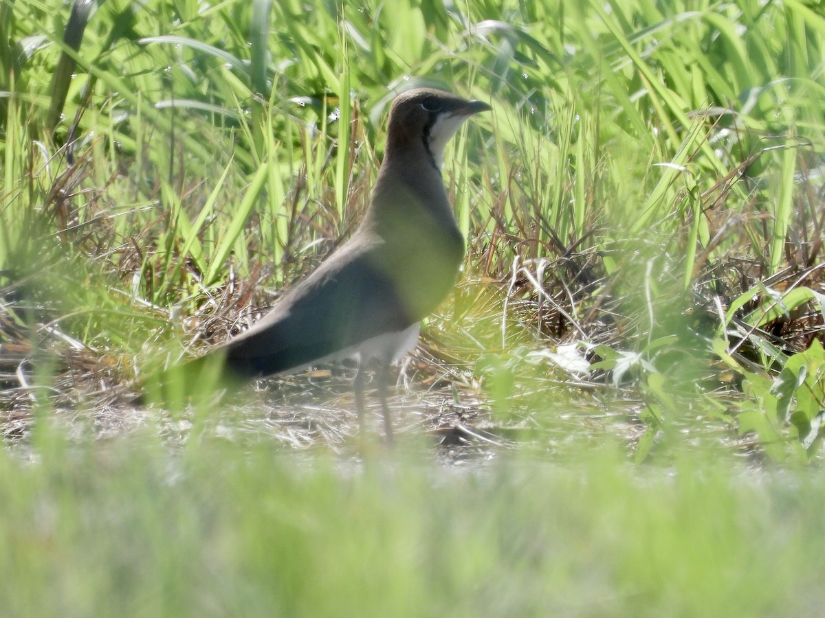 Oriental Pratincole - ML565897711