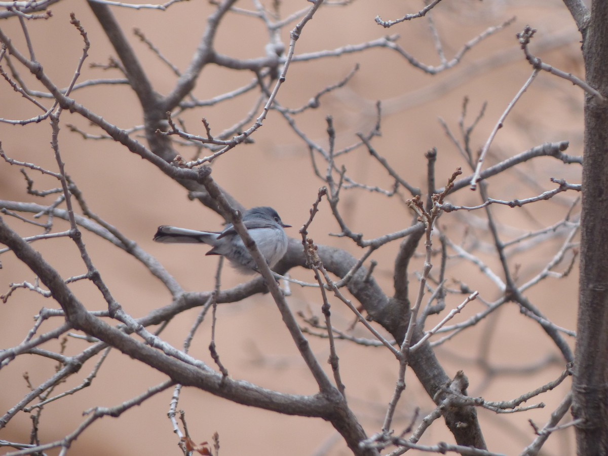 Blue-gray Gnatcatcher - ML565898481