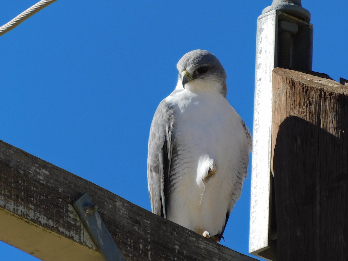 Variable Hawk - ML565898671