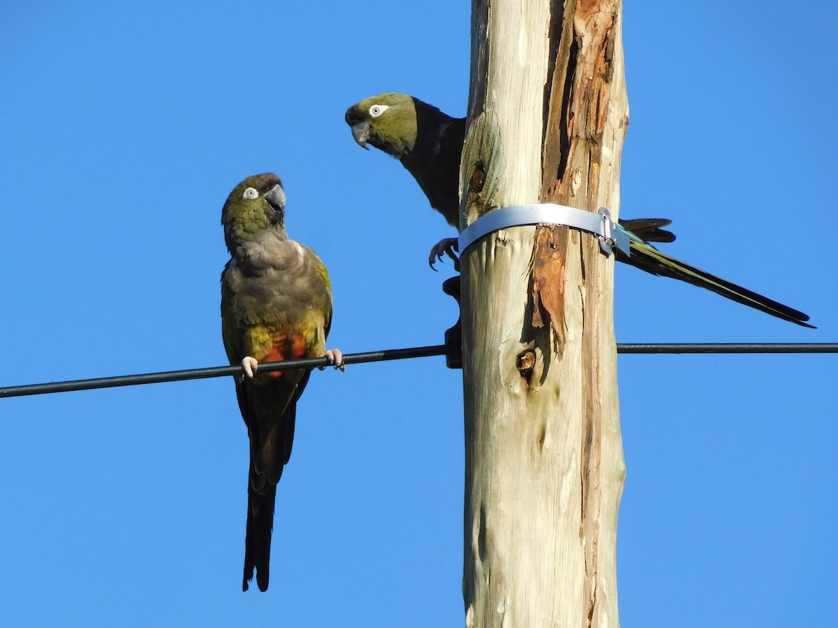 Burrowing Parakeet - ML565899071