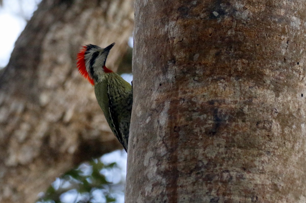 Cuban Green Woodpecker - Chris Kehoe