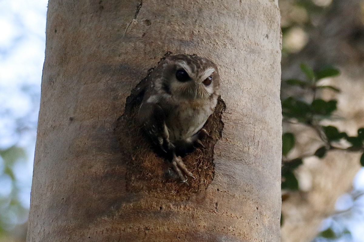 Bare-legged Owl - ML565899241