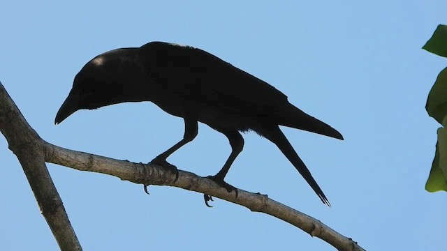 House Crow - ML565899951