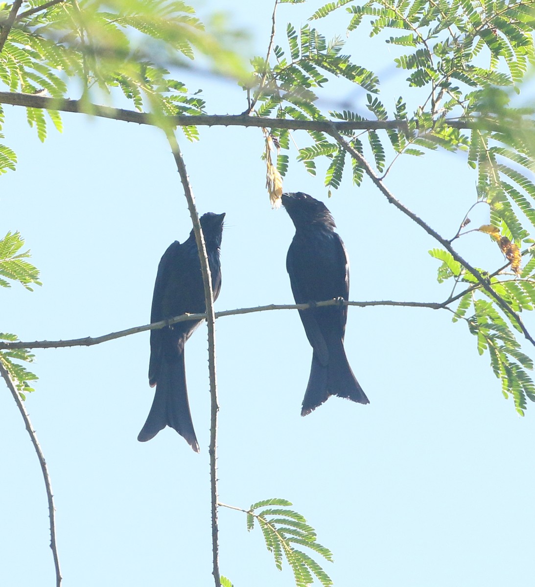 Bronzed Drongo - Aidan Fonseca (www.avocet-peregrine.com)