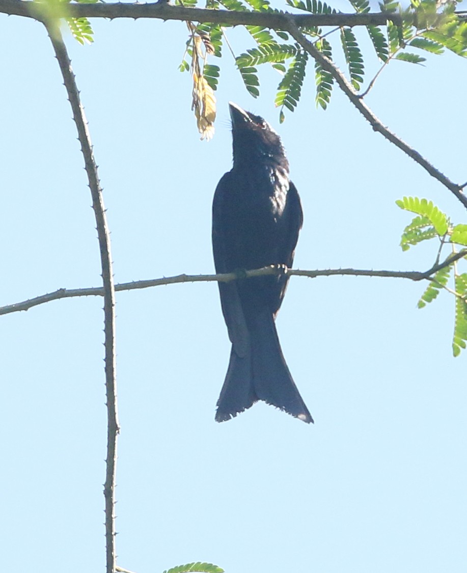 Drongo bronzé - ML565900231