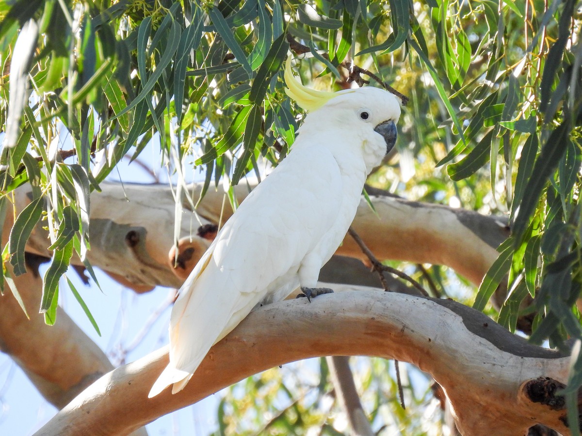 Sulphur-crested Cockatoo - ML565900311