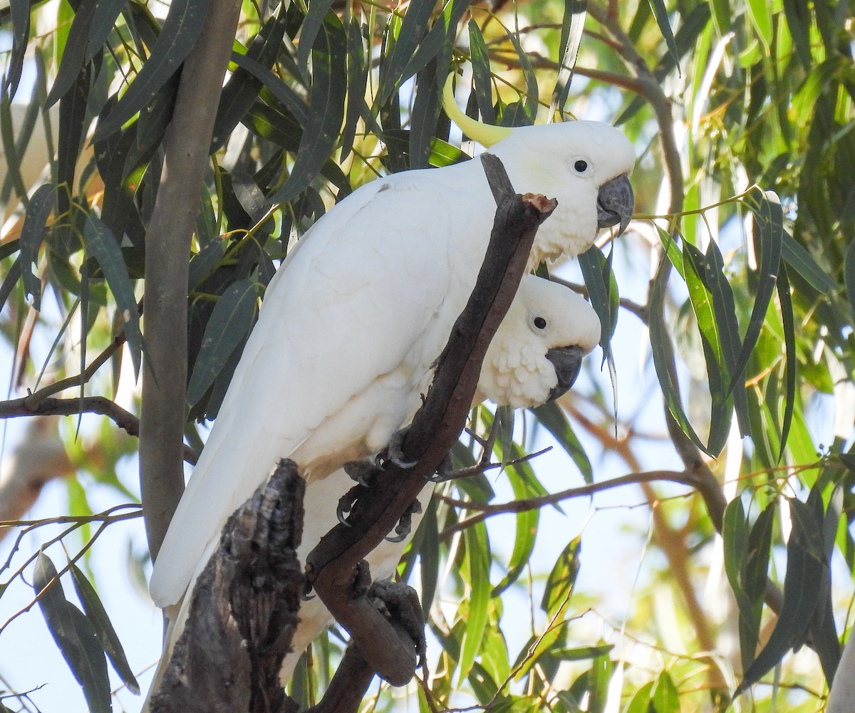 Sulphur-crested Cockatoo - ML565900321