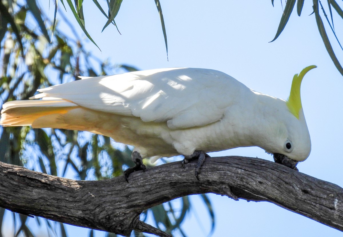 Sulphur-crested Cockatoo - Sara Gravatt-Wimsatt