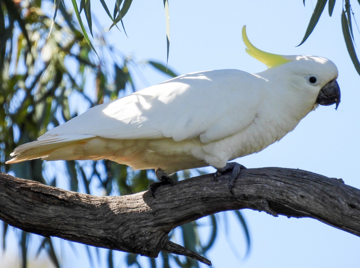 Sulphur-crested Cockatoo - ML565900341