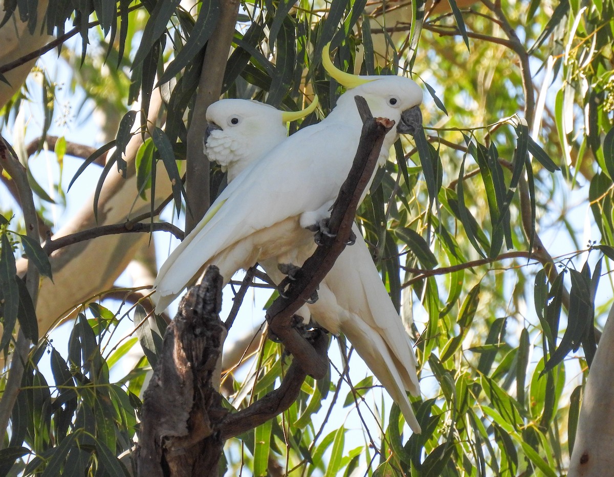 Sulphur-crested Cockatoo - ML565900351