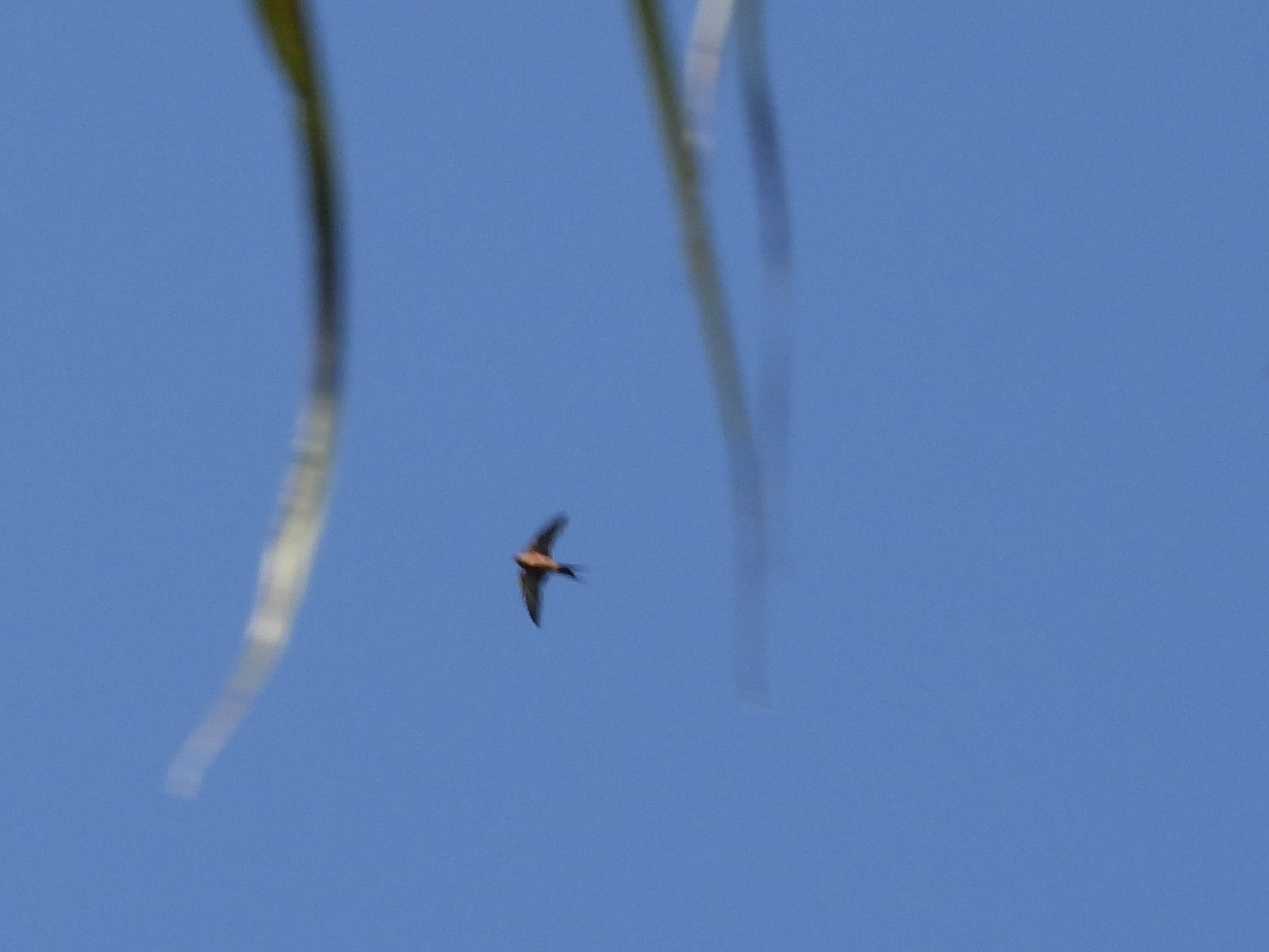 Rufous-bellied Swallow - ML565900931