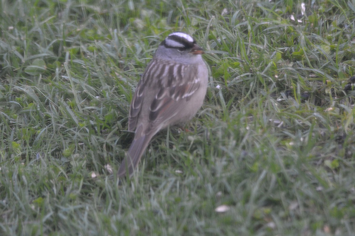 White-crowned Sparrow - Joel & Paula Farwell