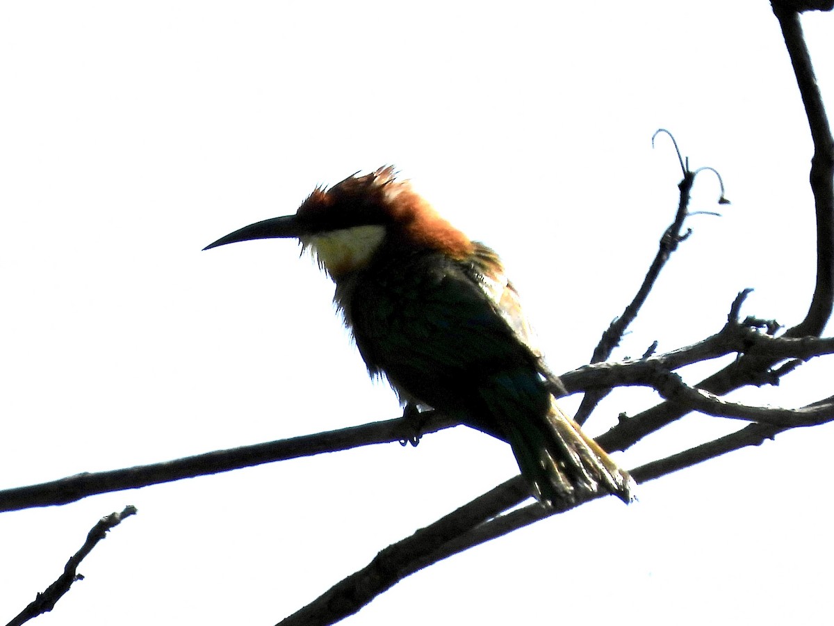 Chestnut-headed Bee-eater - ML565900981
