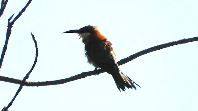 Chestnut-headed Bee-eater - ML565900991