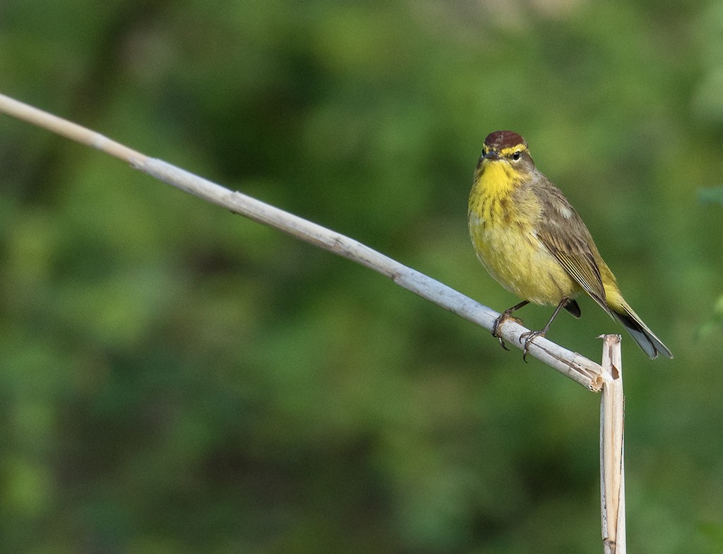 Palm Warbler - Len Medlock