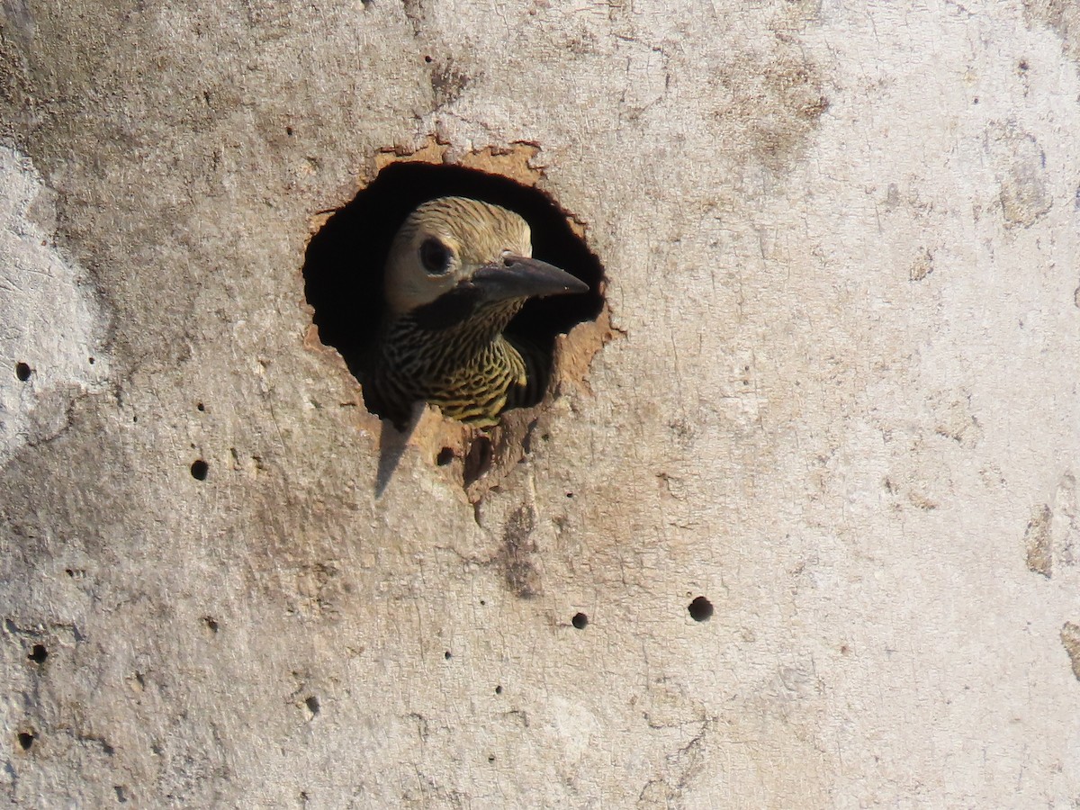 Fernandina's Flicker - ML565903091