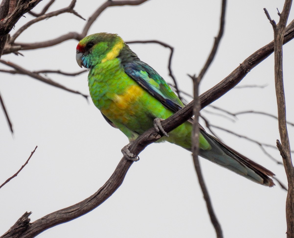 Australian Ringneck (Mallee) - Sara Gravatt-Wimsatt