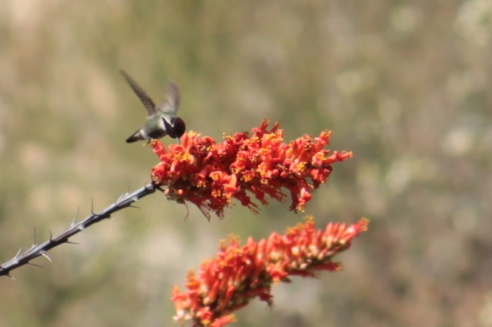 Costa's Hummingbird - ML565904391