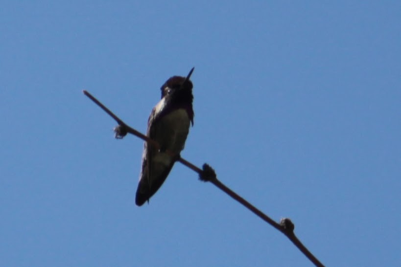 Costa's Hummingbird - ML565904401