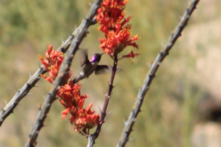 Costa's Hummingbird - ML565904411