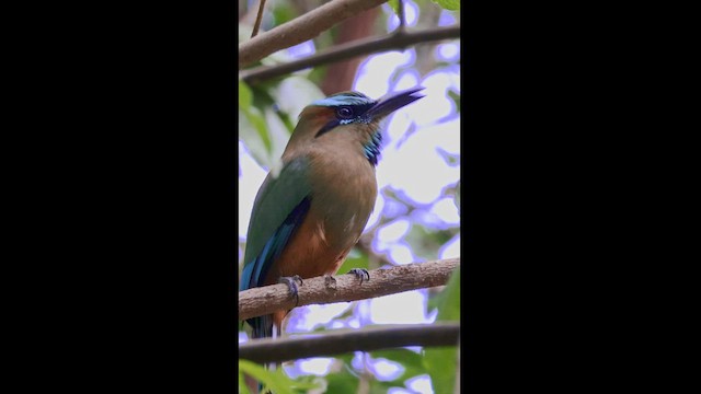 Turquoise-browed Motmot - ML565904421