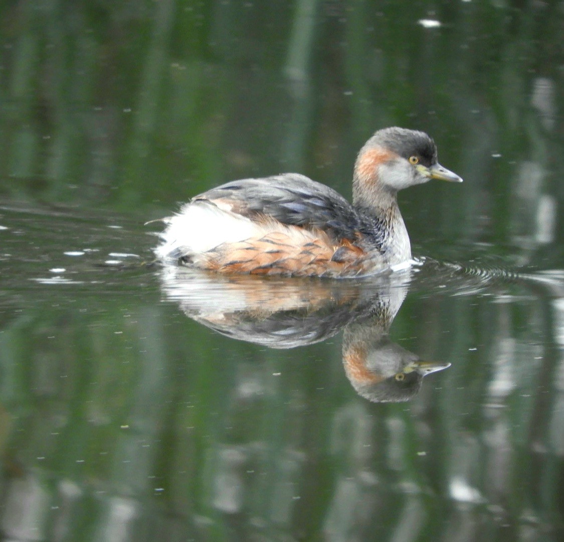 Australasian Grebe - ML565904691