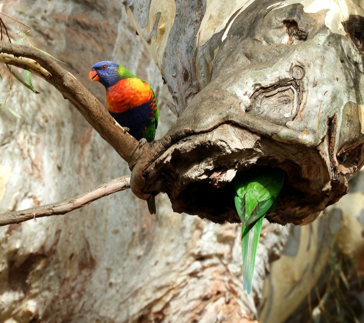 Rainbow Lorikeet - ML565905041