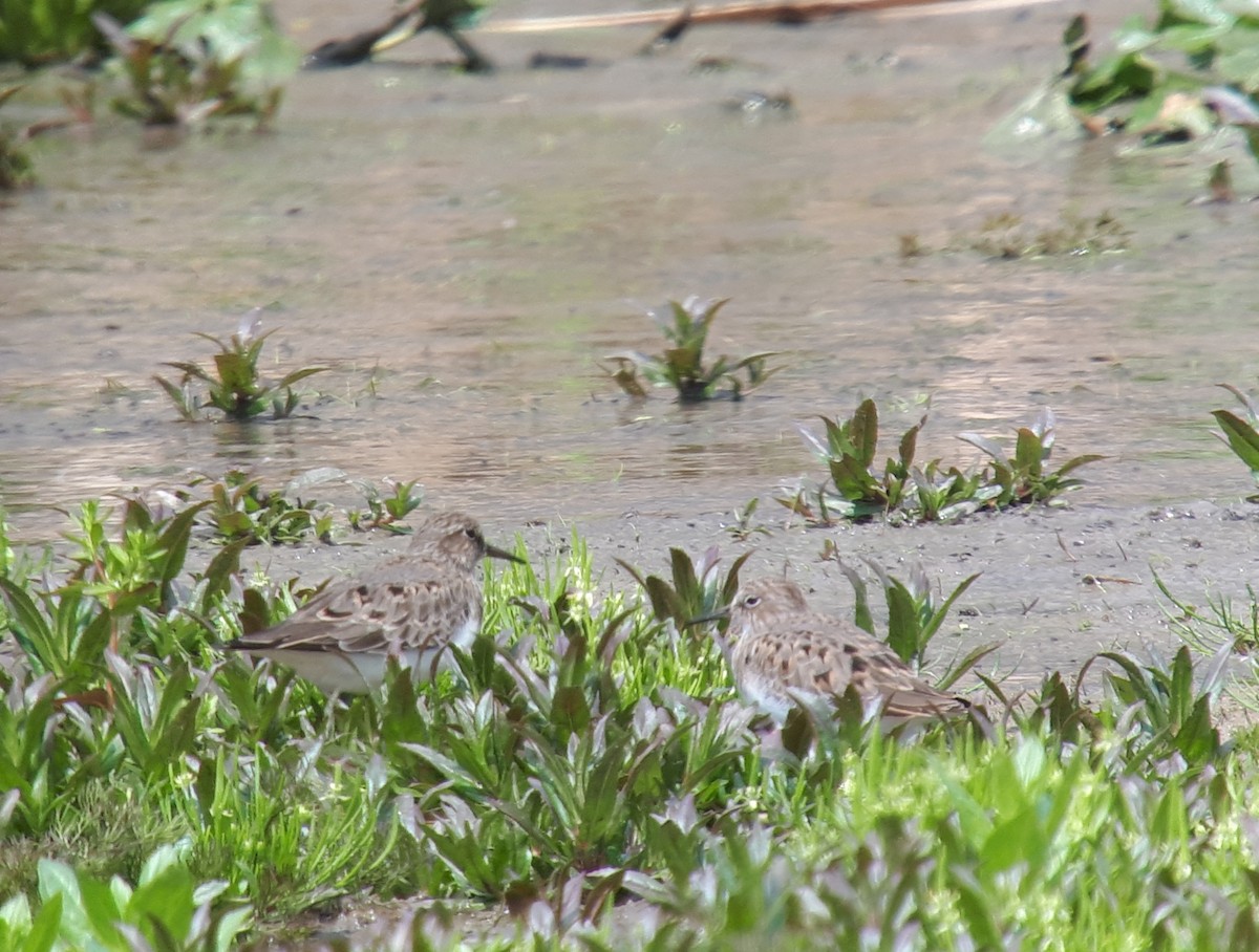 Temminck's Stint - ML565905211