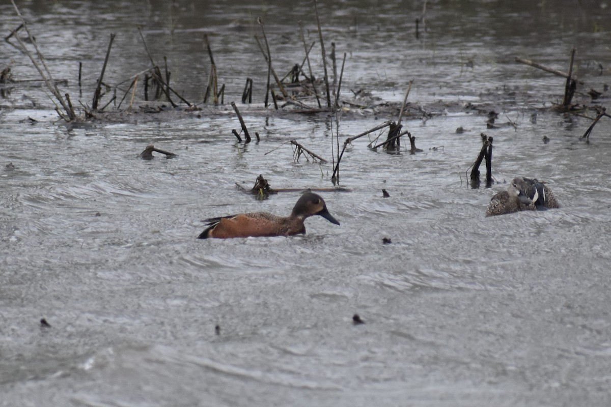 Blue-winged x Cinnamon Teal (hybrid) - ML565905501