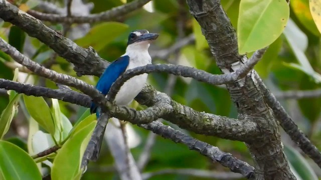 Collared Kingfisher - ML565905551