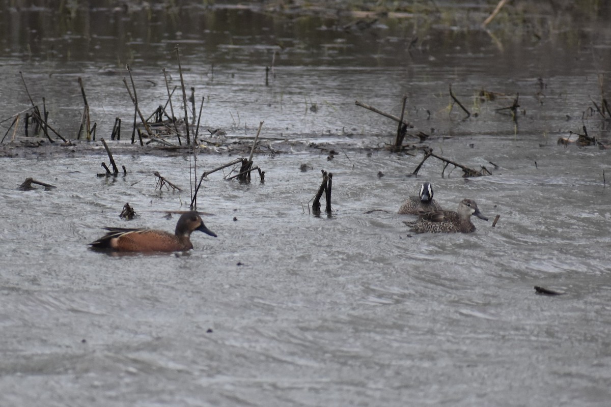 Blue-winged x Cinnamon Teal (hybrid) - ML565905591