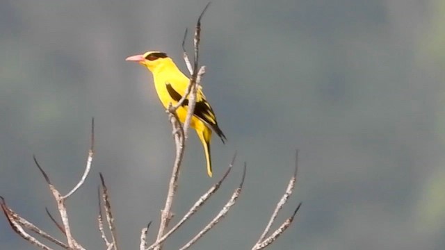 Black-naped Oriole - ML565905841