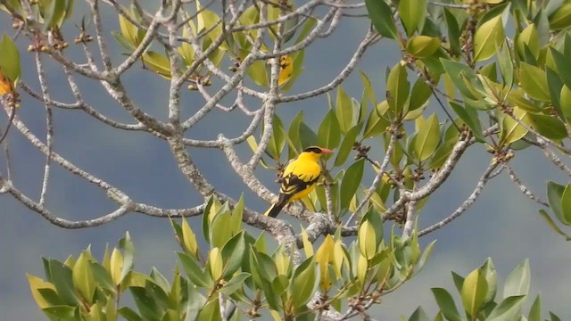 Black-naped Oriole - ML565905851