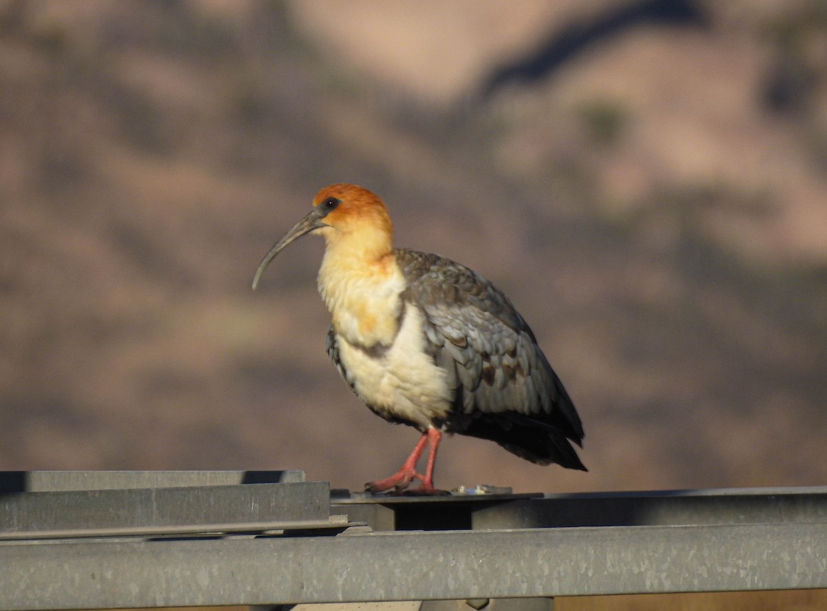 Andean Ibis - ML565905981