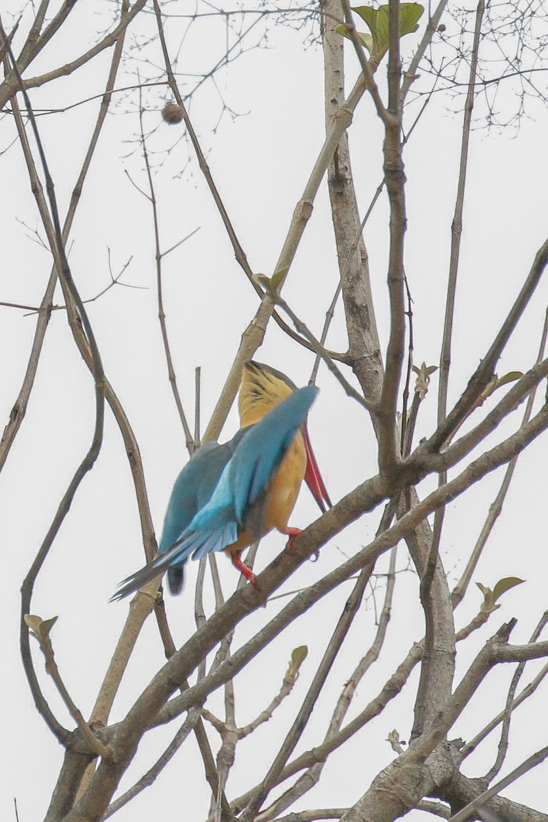 Stork-billed Kingfisher - ML565906331