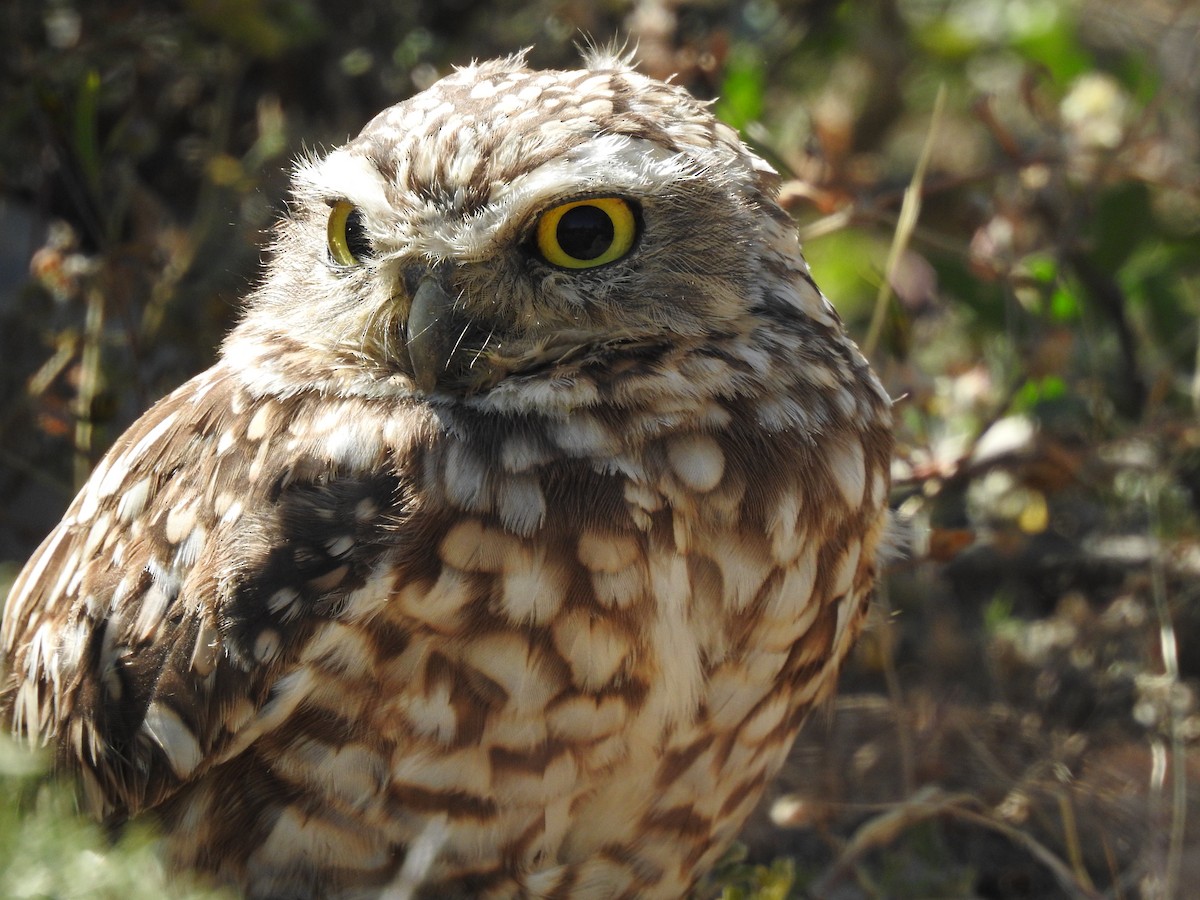 Burrowing Owl - Maria Rivero