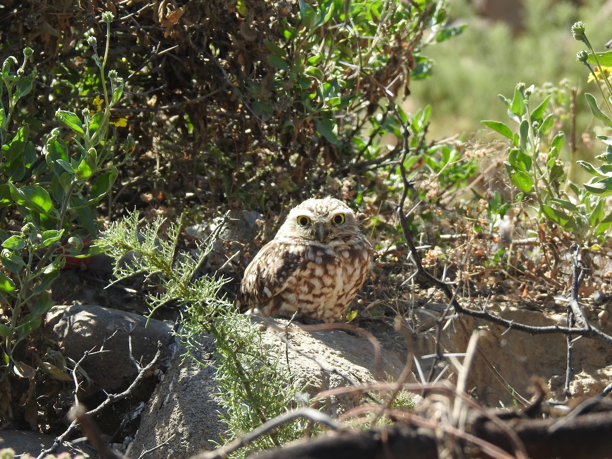 Burrowing Owl - ML565907511