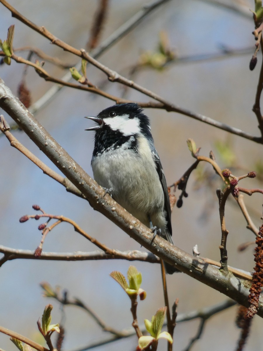 Coal Tit - ML565908931