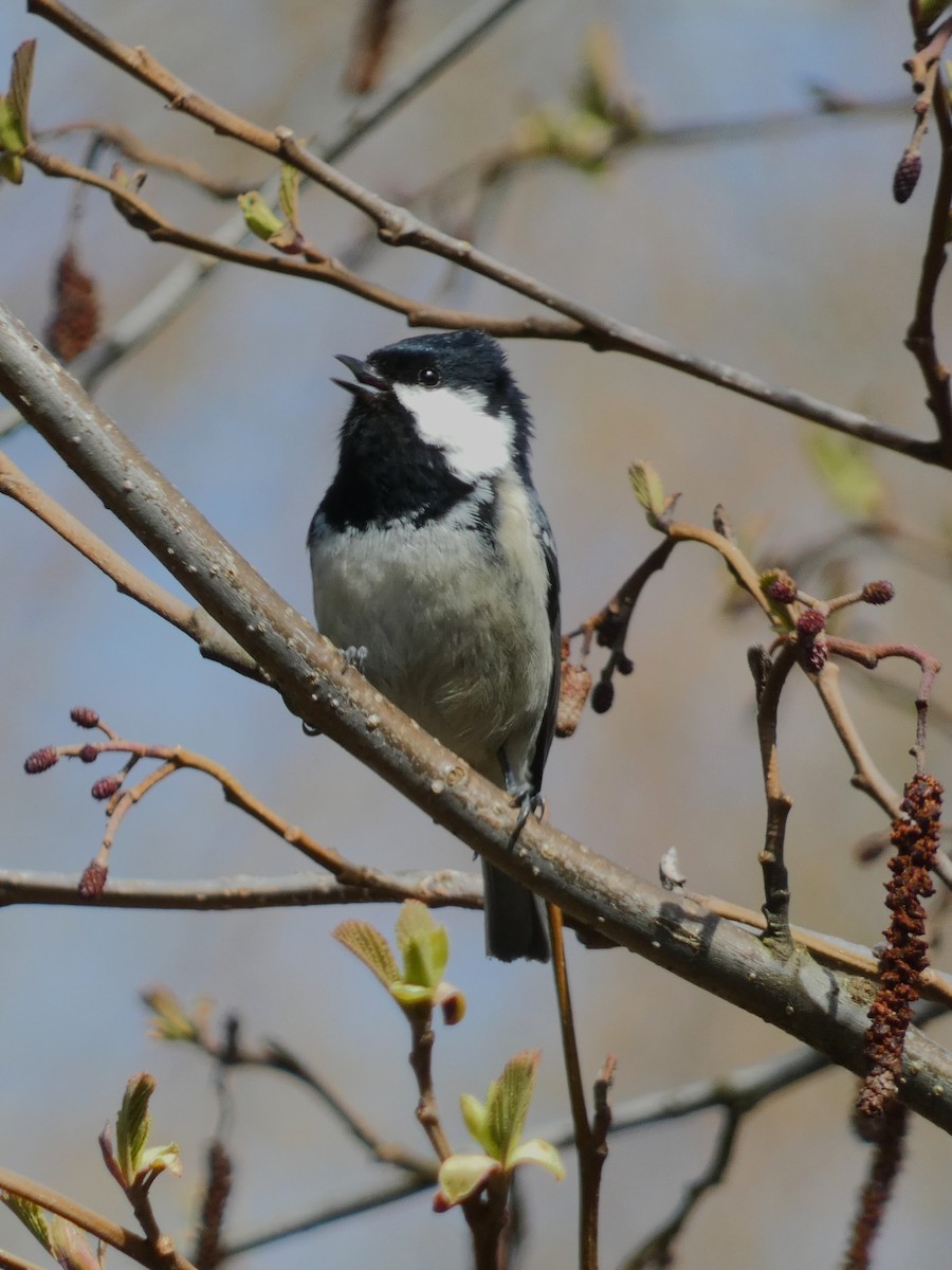 Coal Tit - ML565909031