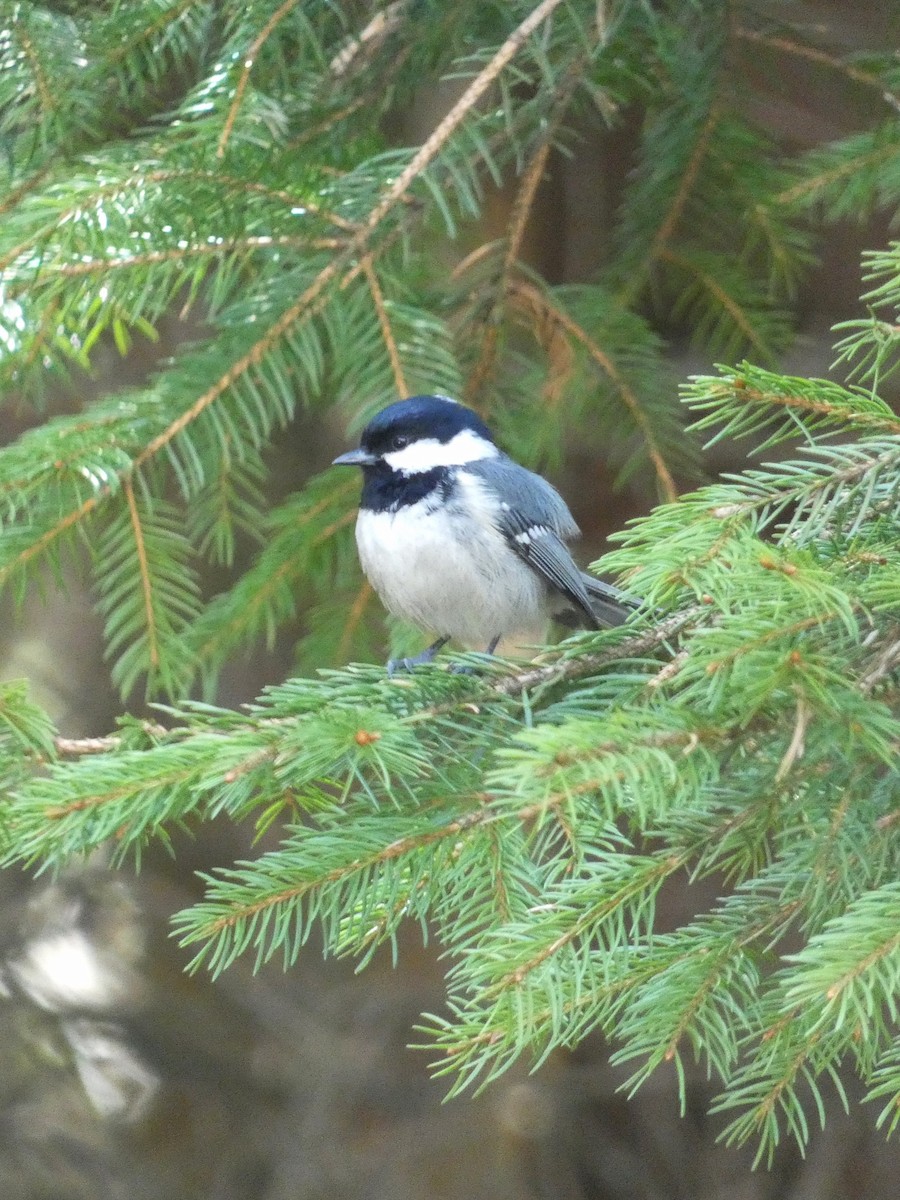 Coal Tit - ML565909051