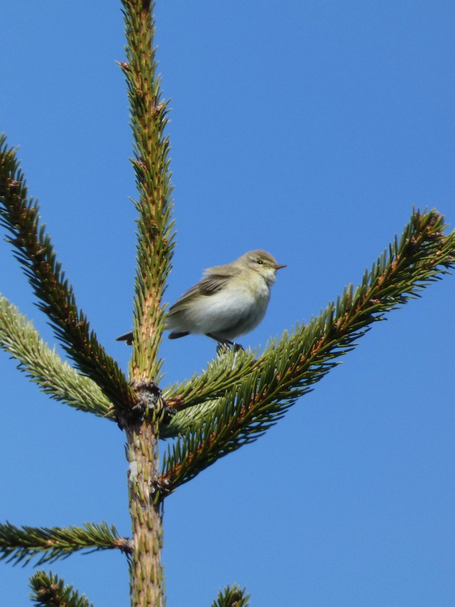 Ногоон дууч шувуу - ML565909431