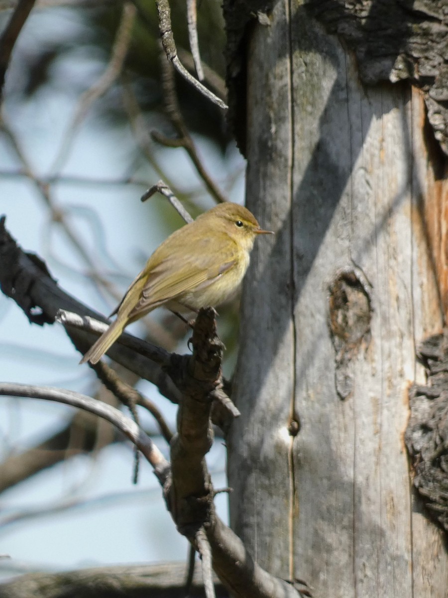 Урианхайн дууч шувуу - ML565909721