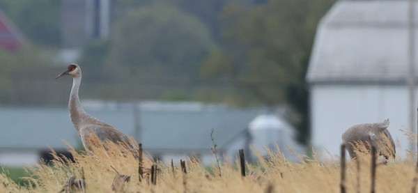 Sandhill Crane - ML565910131