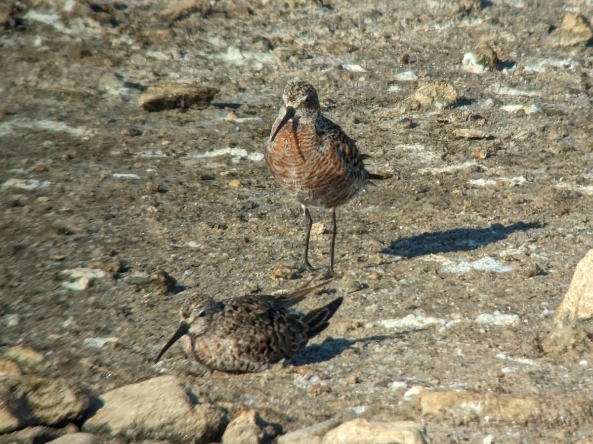 Curlew Sandpiper - Miguel Vallespir Castello